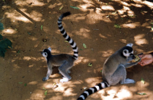 lemuren